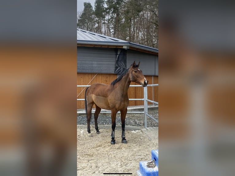 Oldenburger Stute 10 Jahre 168 cm Dunkelbrauner in Wehrheim