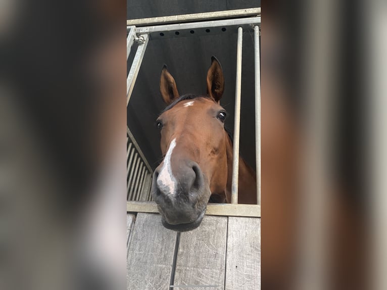 Oldenburger Stute 10 Jahre 168 cm Dunkelbrauner in Wehrheim