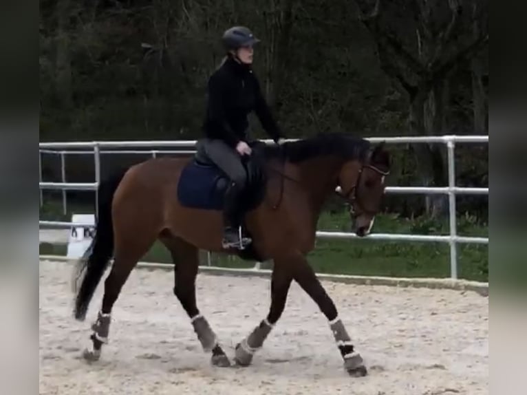 Oldenburger Stute 10 Jahre 168 cm Dunkelbrauner in Wehrheim