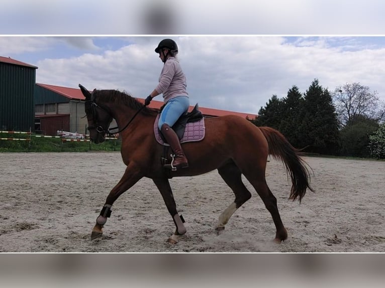 Oldenburger Stute 10 Jahre 168 cm Fuchs in Querfurt