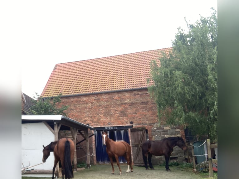 Oldenburger Stute 10 Jahre 168 cm Fuchs in Querfurt