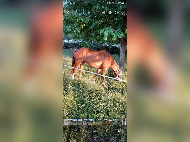 Oldenburger Stute 10 Jahre 168 cm Fuchs in Querfurt