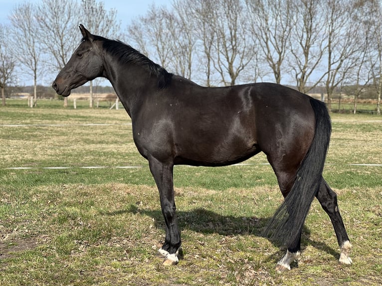 Oldenburger Stute 10 Jahre 168 cm Rappe in Schiffdorf