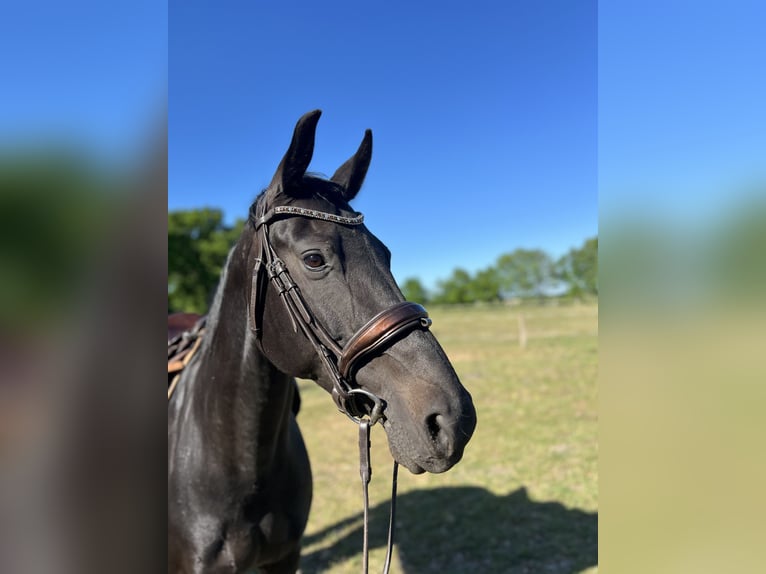 Oldenburger Stute 10 Jahre 168 cm Rappe in Schiffdorf