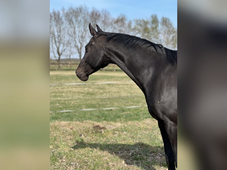 Oldenburger Stute 10 Jahre 168 cm Rappe in Schiffdorf