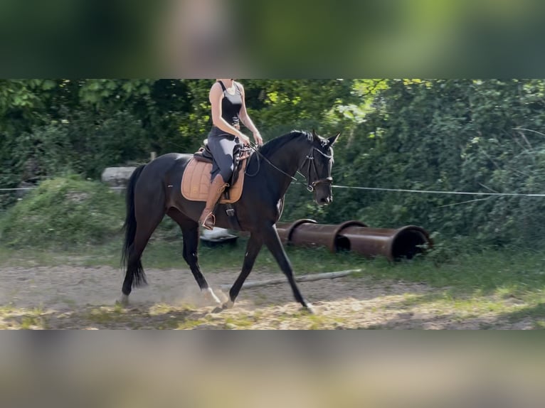 Oldenburger Stute 10 Jahre 168 cm Rappe in Schiffdorf