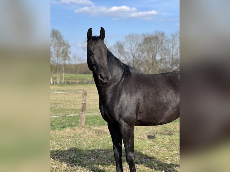 Oldenburger Stute 10 Jahre 168 cm Rappe in Schiffdorf