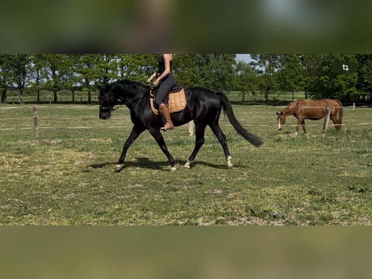 Oldenburger Stute 10 Jahre 168 cm Rappe in Schiffdorf