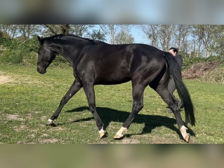 Oldenburger Stute 10 Jahre 168 cm Rappe in Schiffdorf