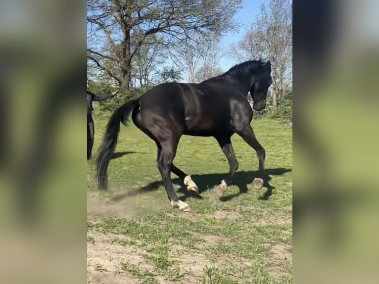 Oldenburger Stute 10 Jahre 168 cm Rappe in Schiffdorf