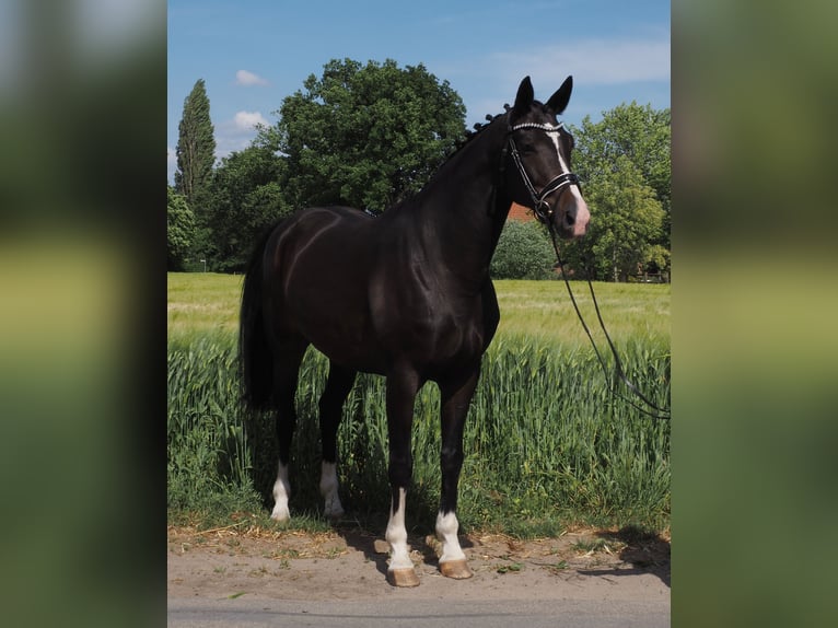 Oldenburger Stute 10 Jahre 168 cm Rappe in Bramsche