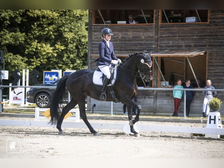 Oldenburger Stute 10 Jahre 168 cm Schwarzbrauner in Salach