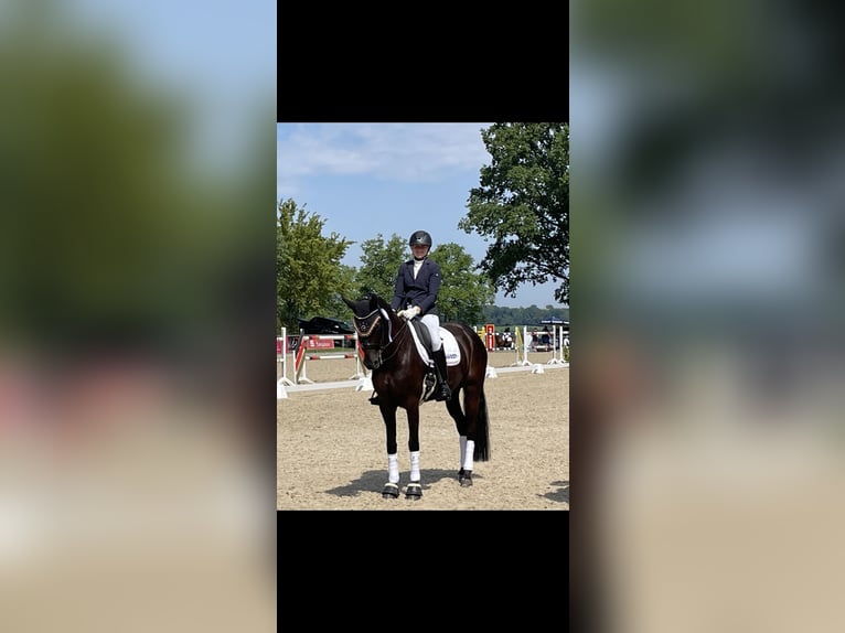 Oldenburger Stute 10 Jahre 168 cm Schwarzbrauner in Salach