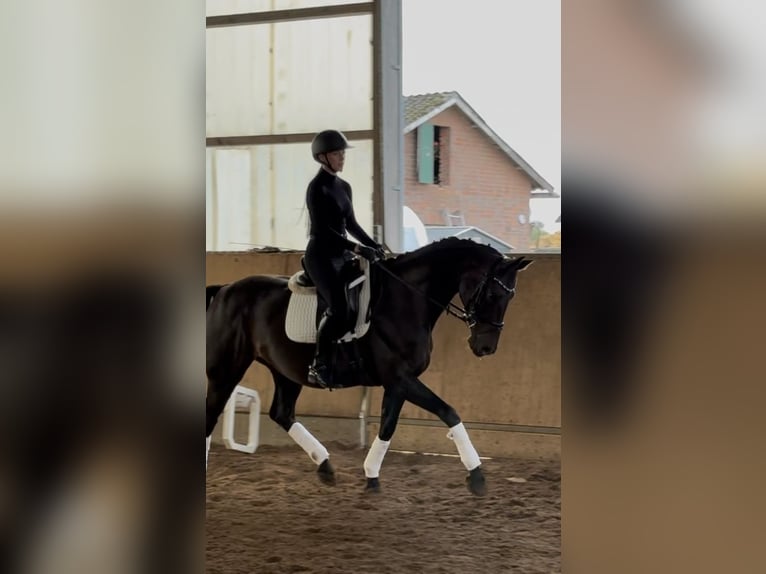 Oldenburger Stute 10 Jahre 170 cm Dunkelbrauner in Hamburg Kirchwerder