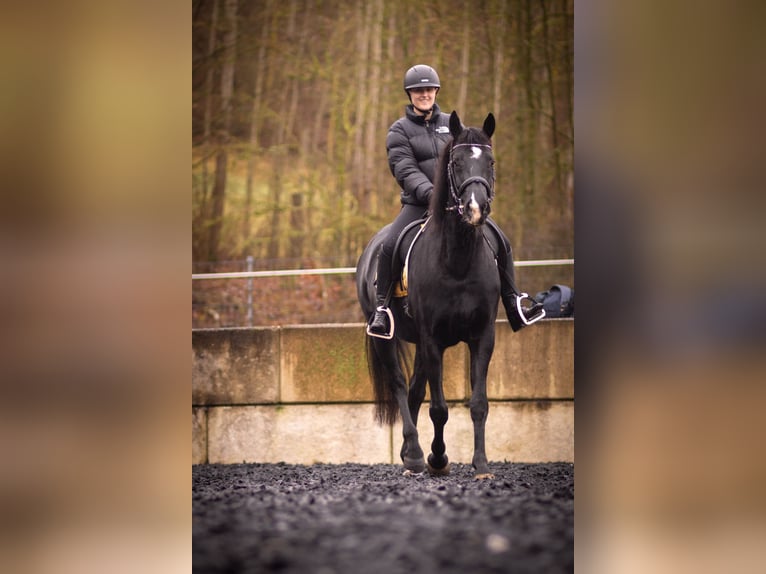 Oldenburger Stute 10 Jahre 170 cm Rappe in Coburg