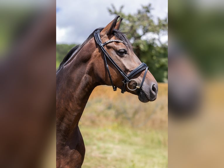 Oldenburger Stute 10 Jahre 171 cm in Uhlst&#xE4;dt-Kirchhasel