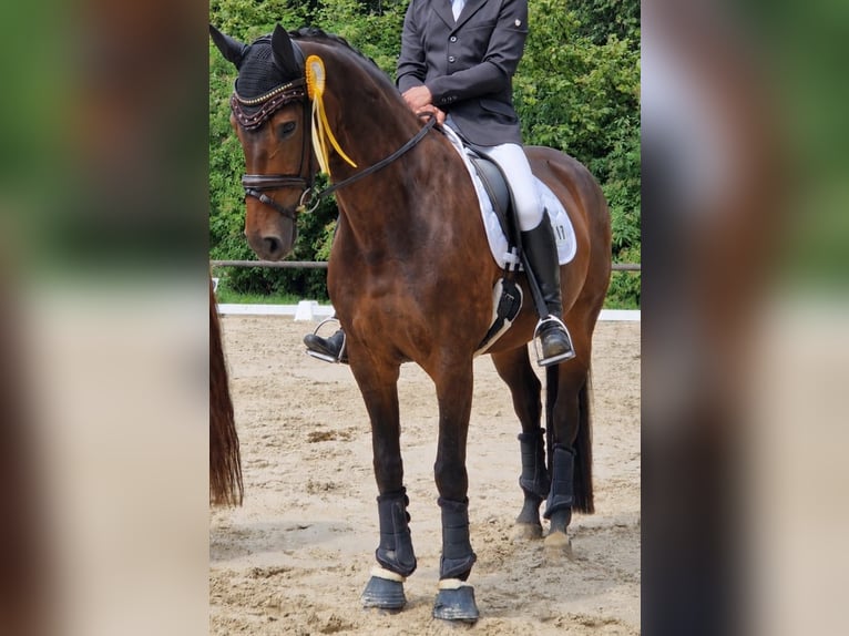Oldenburger Stute 10 Jahre 172 cm Brauner in Wipperfürth