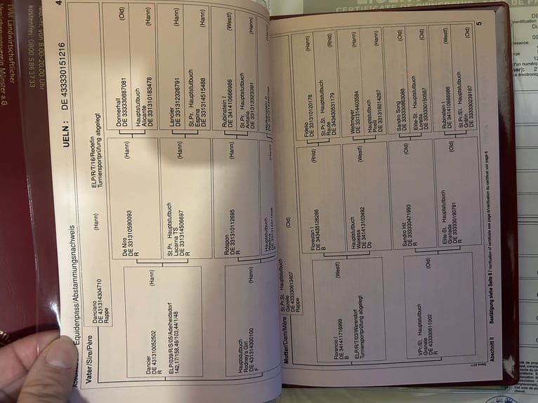 Oldenburger Stute 10 Jahre 172 cm Fuchs in Meyenburg