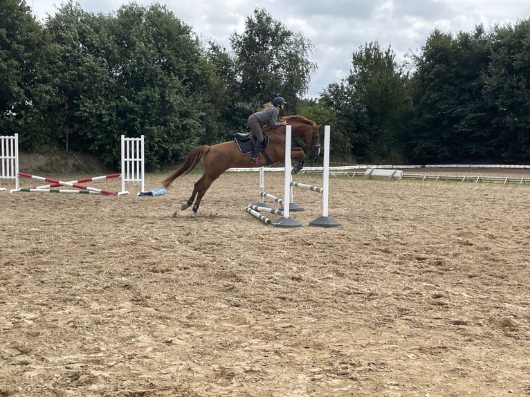 Oldenburger Stute 10 Jahre 172 cm Fuchs in Meyenburg