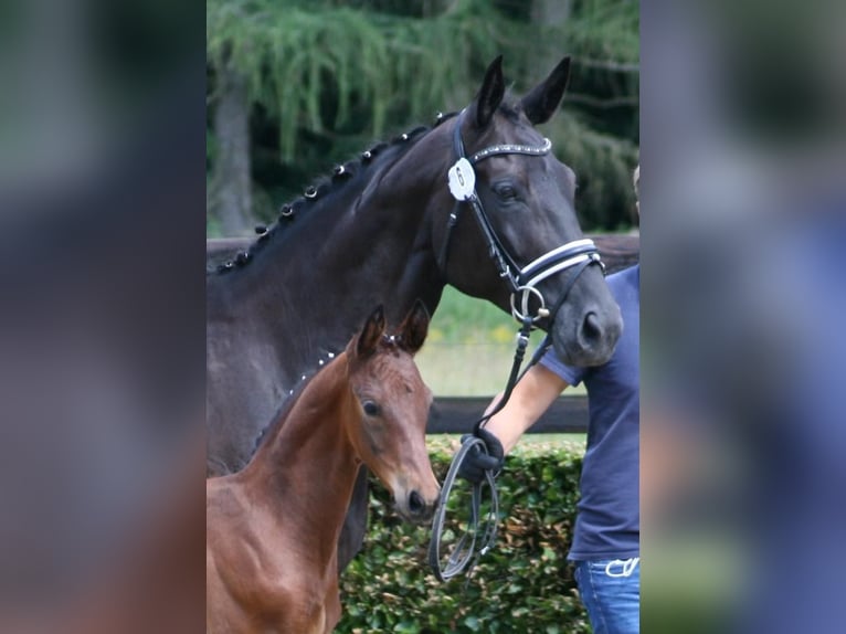 Oldenburger Stute 10 Jahre 172 cm Rappe in S&#xF6;hrewald