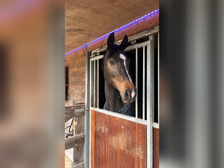 Oldenburger Stute 10 Jahre 173 cm Brauner in Nijverdal