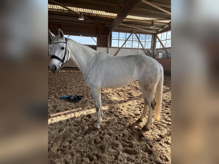 Oldenburger Stute 10 Jahre 173 cm Schimmel in Aachenaachen