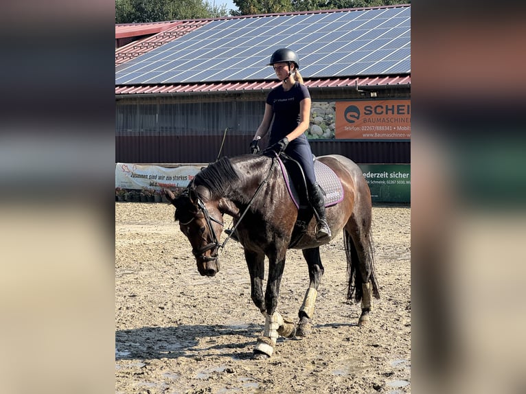 Oldenburger Stute 10 Jahre 174 cm Brauner in Wipperfürth