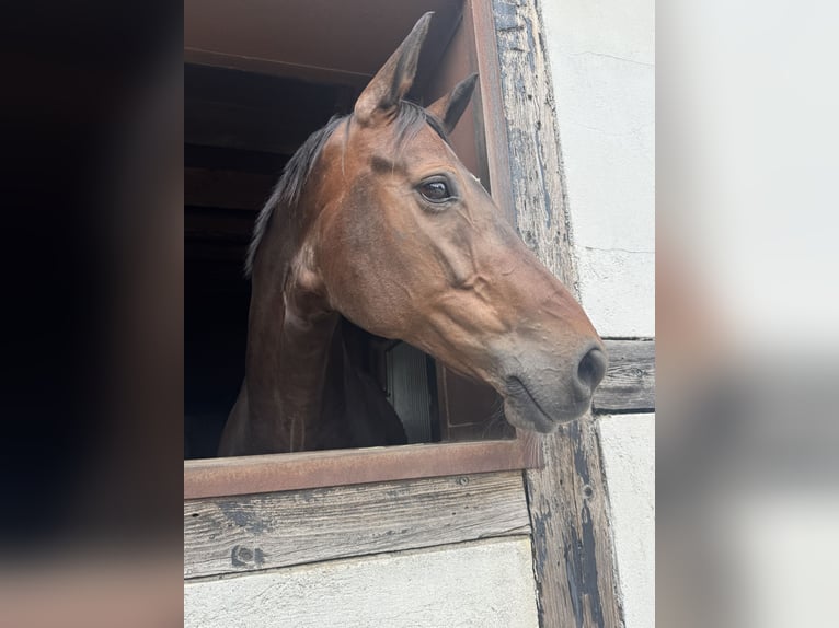 Oldenburger Stute 10 Jahre 174 cm Brauner in Wipperfürth