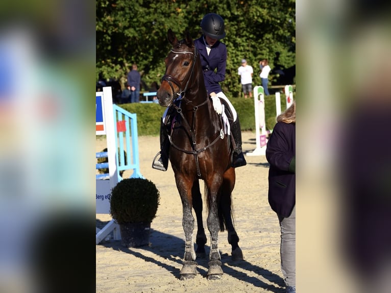 Oldenburger Stute 10 Jahre 174 cm Brauner in Wipperfürth