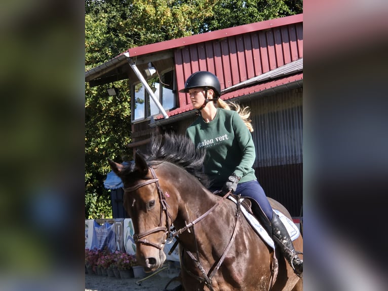 Oldenburger Stute 10 Jahre 174 cm Brauner in Wipperfürth