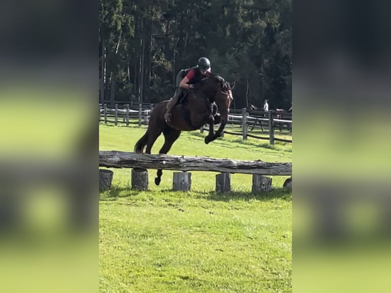 Oldenburger Stute 10 Jahre 174 cm Brauner in Rastede