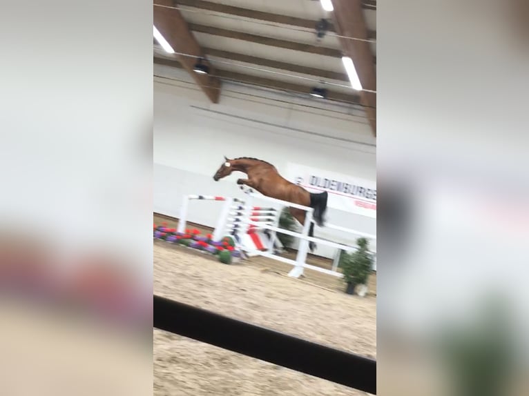 Oldenburger Stute 10 Jahre 174 cm Brauner in Rastede