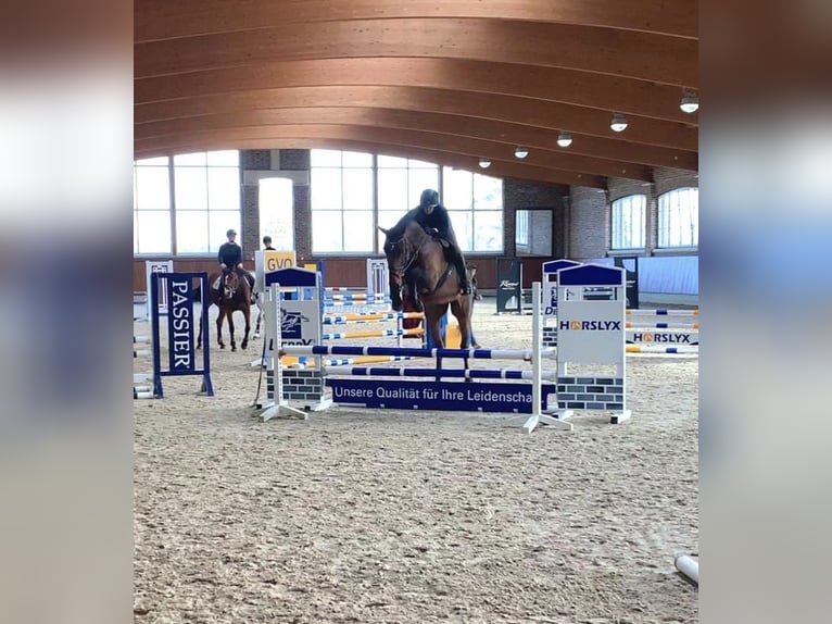 Oldenburger Stute 10 Jahre 174 cm Brauner in Rastede