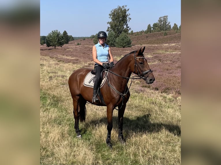 Oldenburger Stute 10 Jahre 174 cm Brauner in Rastede