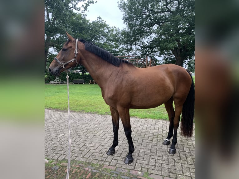 Oldenburger Stute 10 Jahre 174 cm Brauner in Rastede