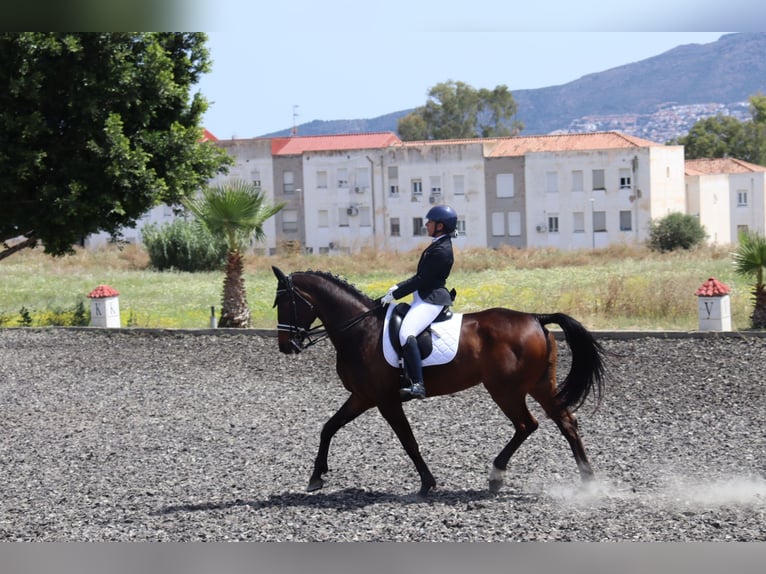 Oldenburger Stute 10 Jahre 176 cm Brauner in Malaga
