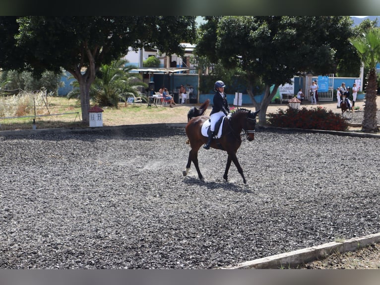 Oldenburger Stute 10 Jahre 176 cm Brauner in Malaga