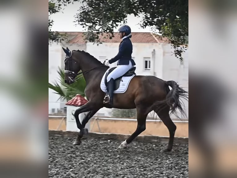 Oldenburger Stute 10 Jahre 176 cm Brauner in Malaga