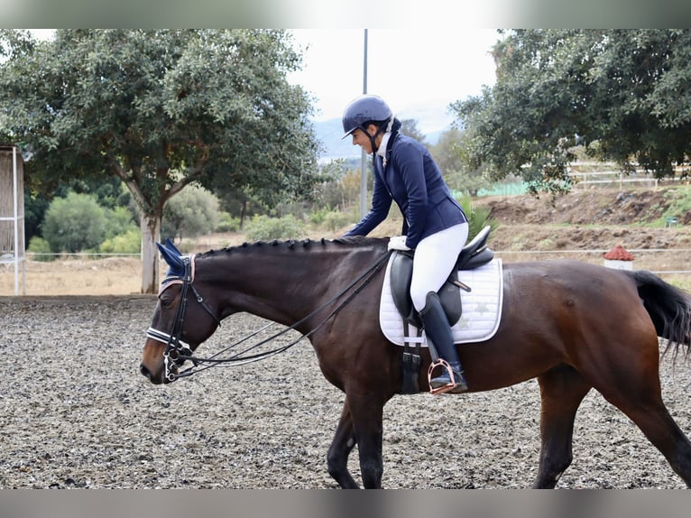 Oldenburger Stute 10 Jahre 176 cm Brauner in Malaga