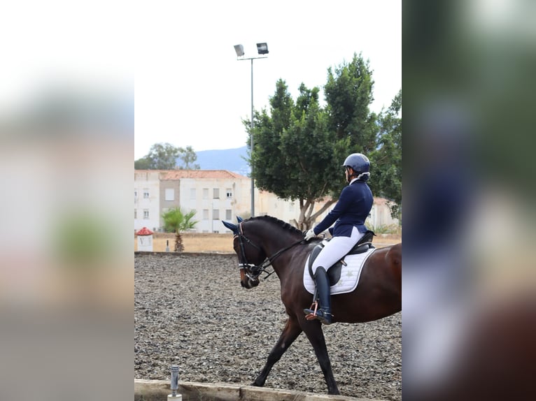 Oldenburger Stute 10 Jahre 176 cm Brauner in Malaga