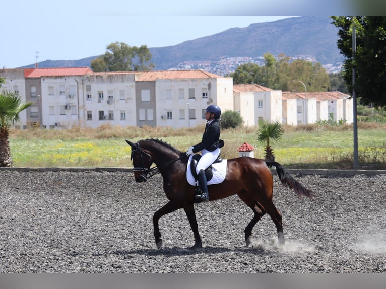 Oldenburger Stute 10 Jahre 176 cm Brauner in Malaga