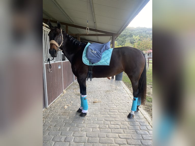 Oldenburger Stute 10 Jahre 176 cm Brauner in Malaga