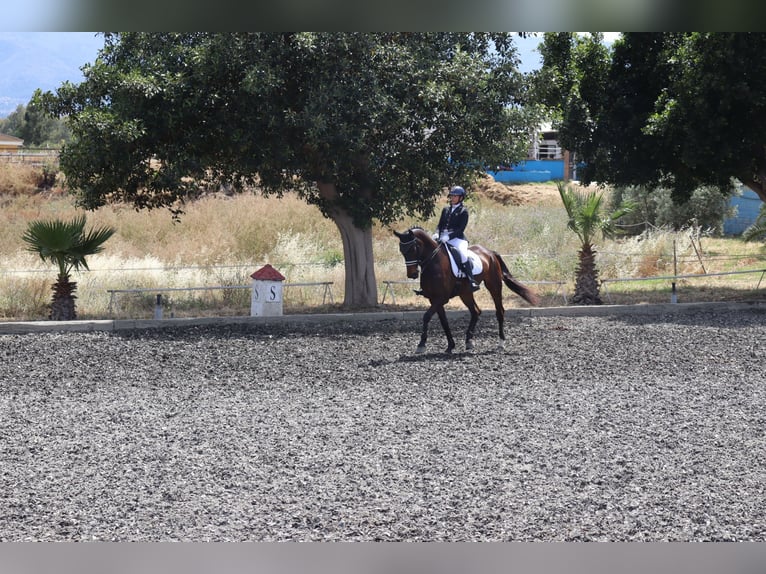 Oldenburger Stute 10 Jahre 176 cm Brauner in Malaga