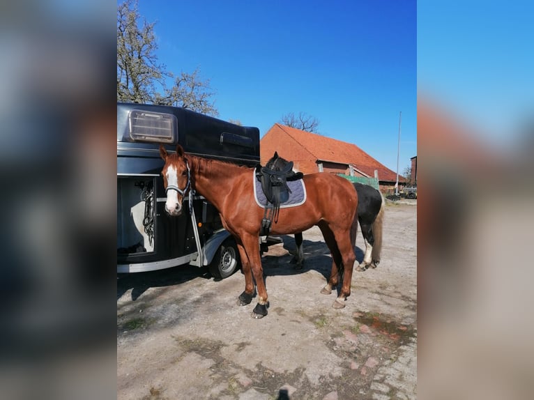 Oldenburger Stute 10 Jahre 177 cm Fuchs in Warmsen