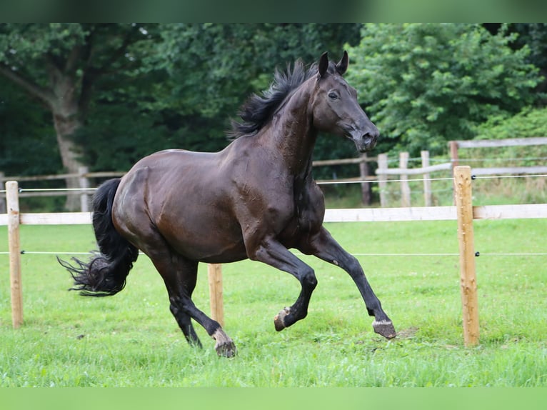 Oldenburger Stute 10 Jahre 181 cm in Rickling