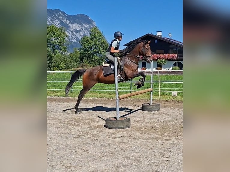 Oldenburger Stute 11 Jahre 158 cm Buckskin in Kirchbichl