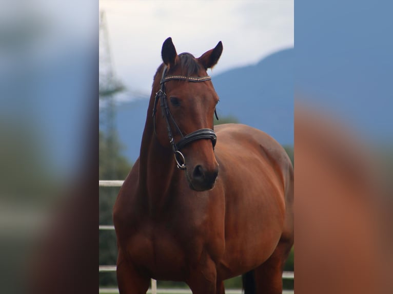 Oldenburger Stute 11 Jahre 158 cm Buckskin in Kirchbichl