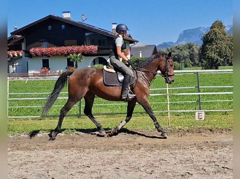Oldenburger Stute 11 Jahre 158 cm Buckskin in Kirchbichl