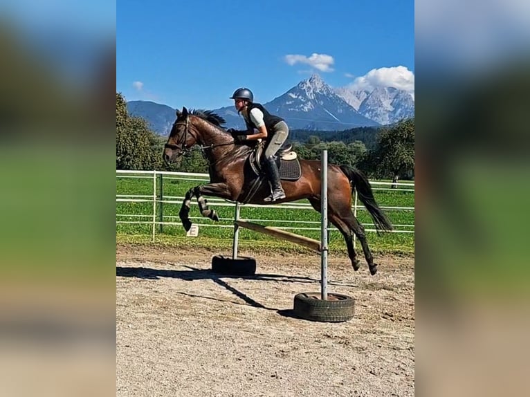 Oldenburger Stute 11 Jahre 158 cm Buckskin in Kirchbichl