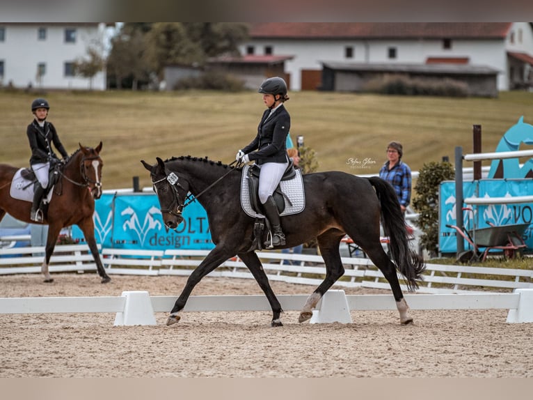 Oldenburger Stute 11 Jahre 160 cm Schwarzbrauner in Unterwössen
